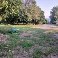 زمین جنگل جلگه ای
