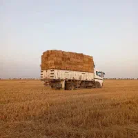 کاه و کلش کیلوی ۷۰۰۰ تمان