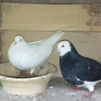 فروش کفتر پا جفتی و پروازی