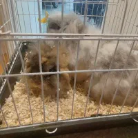 خرگوش لوپ مولد ) پدر و مادر  همراه با نوزادان