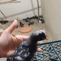 جوجه امروک یکماهه وارداتی
