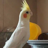 یگ جوفت عروس هلندی سوخنگو