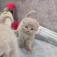 بچه گربه بریتیش و اسکاتیش