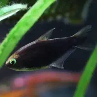 تترا ام*پراطور بلک / آکواریوم بهروز