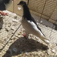 کفتر چپ ساده راست افشون جوجه