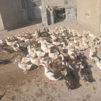 اردک|حیوانات مزرعه|نیمروز, |دیوار