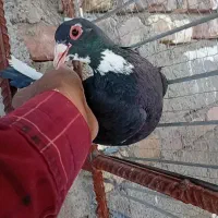 کبوترمایه