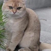 گربه بریتیش گلد جهت جفت گیری با ماده شما