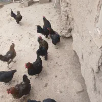 مرغ و خروس