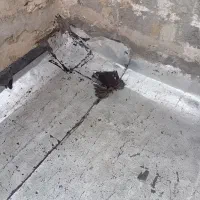 یک عدد فیلی مایا