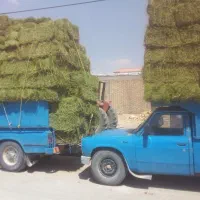 یونجه|خدمات باغبانی و درختکاری|فامنین, |دیوار