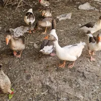 غاز برای فروش