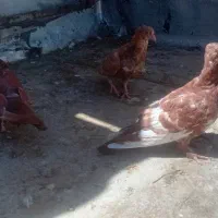 کفتر|پرنده|نیشابور, گنبد سبز|دیوار