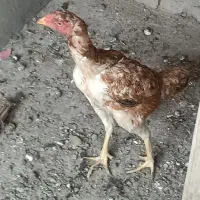 مرغ لاری نژاد دار
