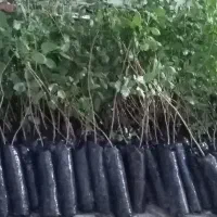 نهال پسته گلدانی