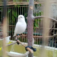 قناری نر گلاستر  یک ساله