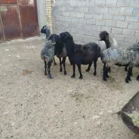 7راس میش چاق