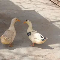 دوعدد اردک نر|حیوانات مزرعه|آبسرد, |دیوار