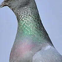 کفتر چاهی