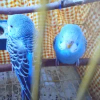 معاوضه با عروس هلندی