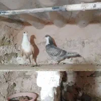 کفتر پرشی|پرنده|سبزوار, قصبه غربی|دیوار