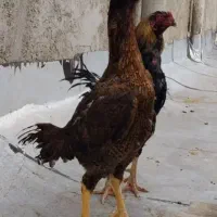 مرغ لاری معاوضه با مرغ گلین