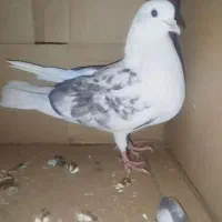 کفتر باخت رفته