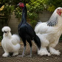 انواع جوجه لاری و برهما و ابریشمی
