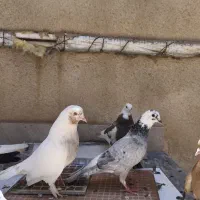 کبوتر