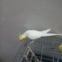 عروس هلندی نر  معاوضه با کبوتر