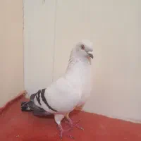 کبوتر نر شامی