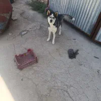 هاسکی