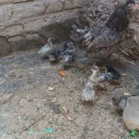 تخم مرغ گلین جوجه
