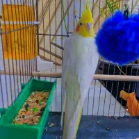 عروس هلندی
