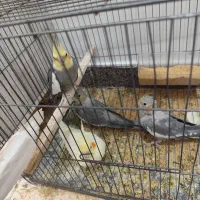 فروش یکجا عروس هلندی به علت مسافرت