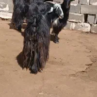 بز داشتی