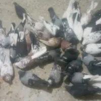 کبوتر