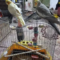 دو جفت عروس هلندی ‌‌‌‌و یک جفت طوطی برزیلی