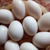 تخم اردک پکنی عمده