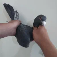 کفتر شهرستانی درشت