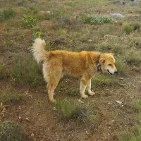 سگ گله ای گمشده