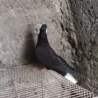 کبوتر کربناتی و ابلغ افغانی