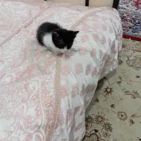 گربه
