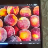 هلو حدود ۱۵ تن برای لواشک و خشک کردن