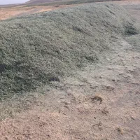 فروش یونجه خرمنکوب شده 9تن