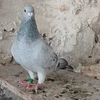 کبوتر شامی دلبر پولکی نر