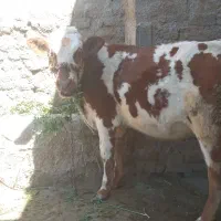 گوساله ماده سیمینتال