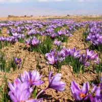 خرید زعفران باکیفیت عمده از کشاورز