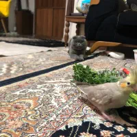 عروس هلندی گم شده پونک عدل