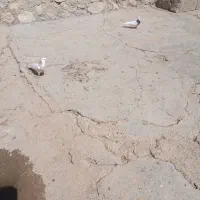 کبوتر لنده